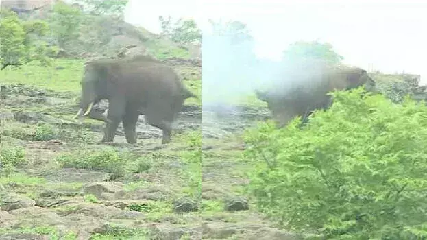 Mission पूरा: दो हफ्ते से आतंक मचा रहे जंगली हाथी को भगाया गया Mission पूरा: दो हफ्ते से आतंक मचा रहे जंगली हाथी को भगाया गया