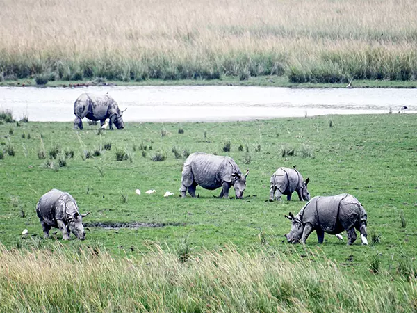 Majuli में गैंडे के घूमने से स्थानीय लोगों में चिंता, वन अधिकारी स्थिति पर कड़ी निगरानी रख रहे Majuli में गैंडे के घूमने से स्थानीय लोगों में चिंता, वन अधिकारी स्थिति पर कड़ी निगरानी रख रहे