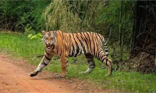 Bihar : VTR में नर बाघ का शव मिलने से हड़कंप Bihar : VTR में नर बाघ का शव मिलने से हड़कंप