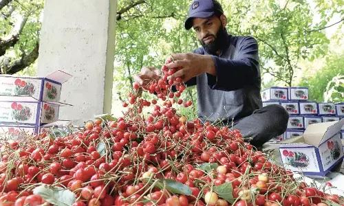 पर्यटन में गिरावट से कश्मीर के चेरी उत्पादकों को नुकसान पर्यटन में गिरावट से कश्मीर के चेरी उत्पादकों को नुकसान