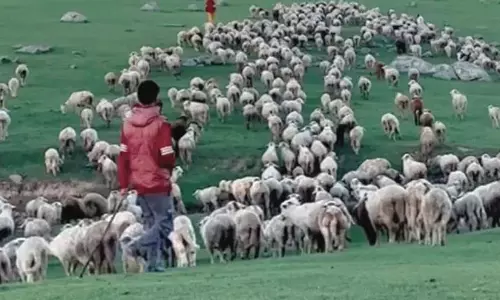 चरवाहों को आजीविका सुरक्षा हेतु ऊंचे चरागाहों तक पहुंच मिले: Demand