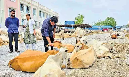 Telangana में मंदिर के गोशाला में अधिक भीड़ के कारण बछड़ों की मौत Telangana में मंदिर के गोशाला में अधिक भीड़ के कारण बछड़ों की मौत