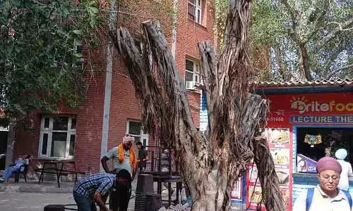 पहली बार, GNDU ने परिसर में तूफान में उखड़ गए 20 साल पुराने पेड़ को फिर से लगाया
