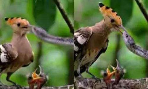सांप को पक्षी ने सिखाया ऐसा सबक, देखें वायरल VIDEO