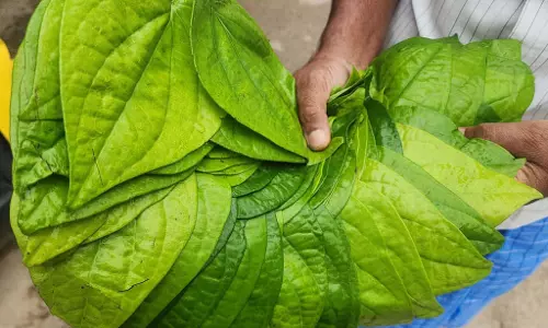 Tovinakere : पान के पत्तों का एक बंडल ₹20 में बिका