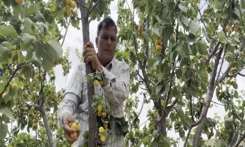 पहलगाम हमले के बाद Udhampur के खुबानी उत्पादकों पर संकट, पर्यटकों की कमी से बिक्री ठप