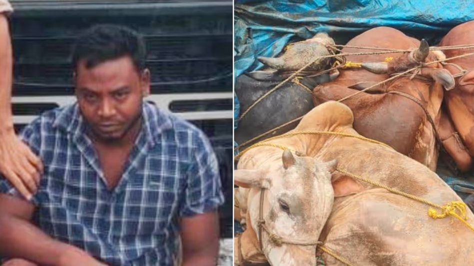 Assam के गोलकगंज पुलिस ने मवेशी तस्करी की कोशिश नाकाम की