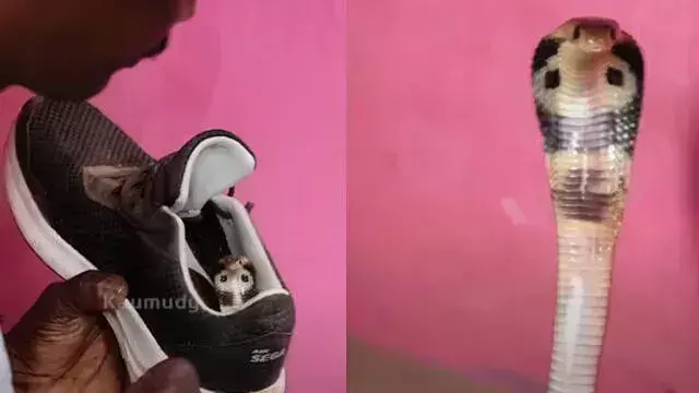 shoe में छिपा सांप, बाहर मिला और ज़हरीला; टकराने से पहले जरूर जान लें ये बात shoe में छिपा सांप, बाहर मिला और ज़हरीला; टकराने से पहले जरूर जान लें ये बात