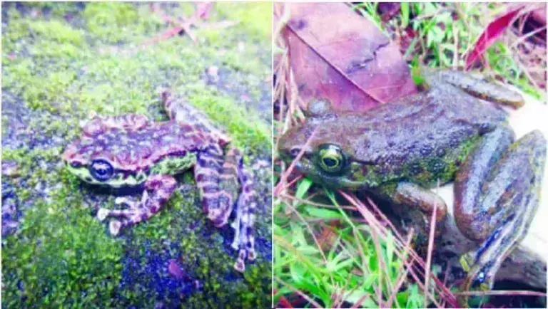 Meghalaya के शिलांग के मध्य में मेंढक की नई प्रजाति की खोज हुई Meghalaya के शिलांग के मध्य में मेंढक की नई प्रजाति की खोज हुई