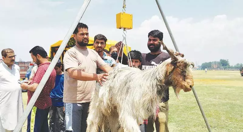 ईद से पहले श्रीनगर में कुर्बानी के जानवरों का बाजार मंडियों से मोबाइल तक फैला ईद से पहले श्रीनगर में कुर्बानी के जानवरों का बाजार मंडियों से मोबाइल तक फैला