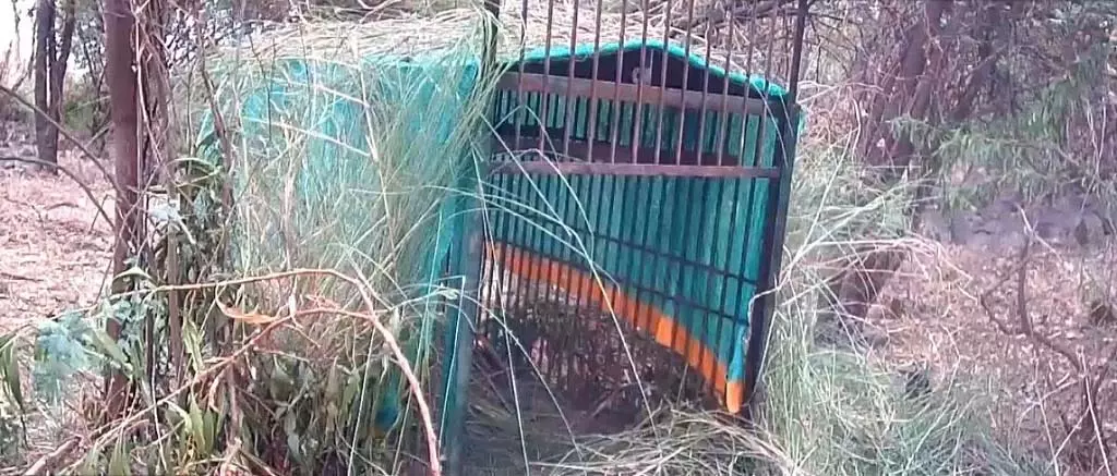 Talaghattapur : केएसएसईएम कॉलेज के पास तेंदुआ देखा गया Talaghattapur : केएसएसईएम कॉलेज के पास तेंदुआ देखा गया