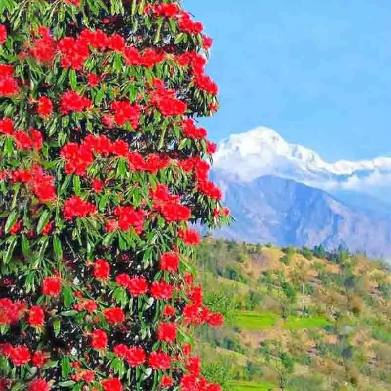 Himachal: औषधीय पौधों के विलुप्त होने का खतरा, संरक्षण की आवश्यकता Himachal: औषधीय पौधों के विलुप्त होने का खतरा, संरक्षण की आवश्यकता