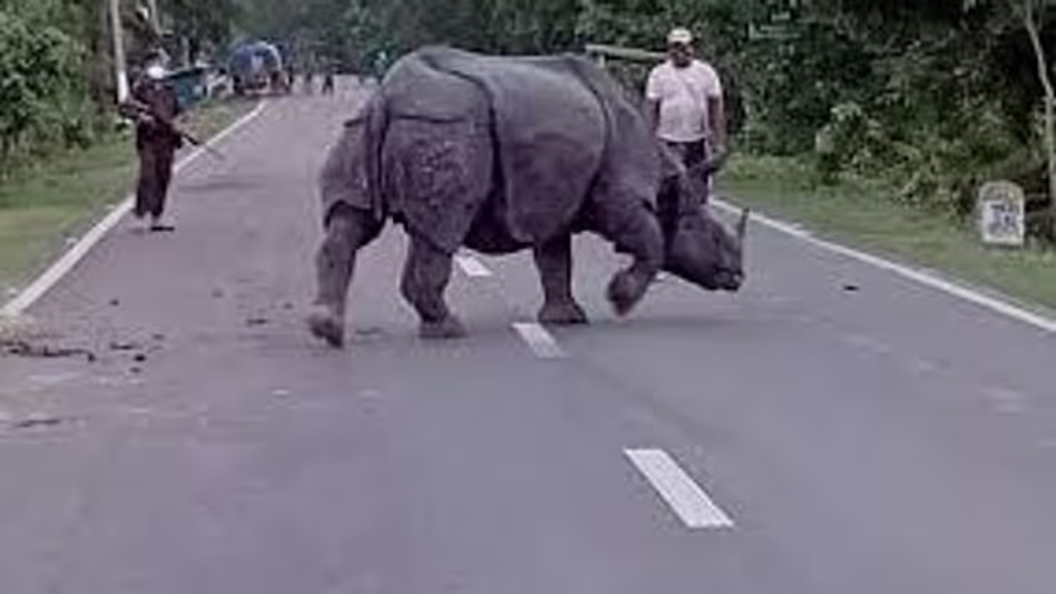 Assam : काजीरंगा से आए गैंडे ने माजुली में दहशत फैलाई, वन अधिकारी गतिविधियों पर नजर रख रहे Assam : काजीरंगा से आए गैंडे ने माजुली में दहशत फैलाई, वन अधिकारी गतिविधियों पर नजर रख रहे