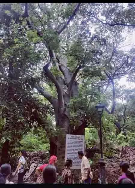 Chennai ने दुर्लभ, लुप्तप्राय प्रजातियों की रक्षा के लिए ‘हेरिटेज ट्रीज़’ पहल शुरू की Chennai ने दुर्लभ, लुप्तप्राय प्रजातियों की रक्षा के लिए ‘हेरिटेज ट्रीज़’ पहल शुरू की