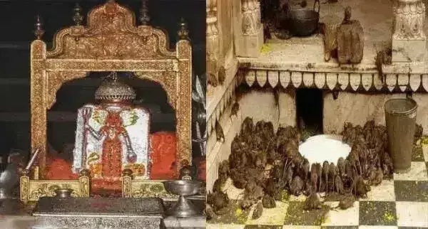 Karni Mata Temple में चूहों को झूठा प्रसाद क्यों मिलता है, जानिए खास वजह Karni Mata Temple में चूहों को झूठा प्रसाद क्यों मिलता है, जानिए खास वजह