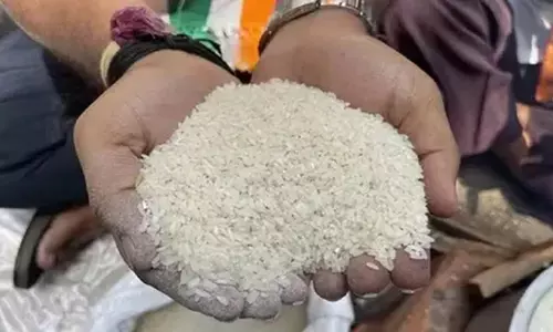 चावल महोत्सव की शुरुआत होगी आज से चावल महोत्सव की शुरुआत होगी आज से