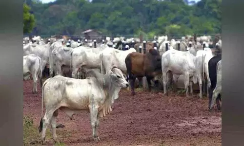 तेलंगाना में गौशालाएं स्थापित करने हेतु समिति गठित