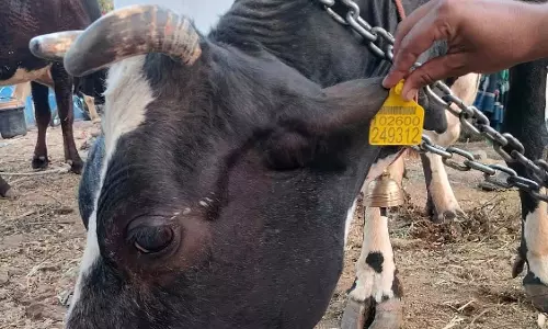 Maharashtra: गोसेवा आयोग ने 7 जून को ईद-उल-अज़हा से पहले पशु बाज़ारों पर प्रतिबंध लगाने की मांग की Maharashtra: गोसेवा आयोग ने 7 जून को ईद-उल-अज़हा से पहले पशु बाज़ारों पर प्रतिबंध लगाने की मांग की