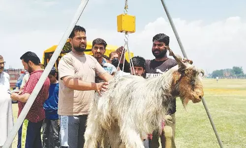 ईद से पहले श्रीनगर में कुर्बानी के जानवरों का बाजार मंडियों से मोबाइल तक फैला