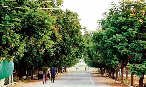 Karnataka : सिंधनूर की हरी पोशाक का चमत्कार