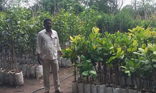 Kalaburgi : रोपण क्षेत्र में 70 हजार पौधे Kalaburgi : रोपण क्षेत्र में 70 हजार पौधे
