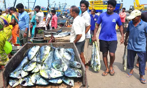Vizag के छोटी नाव वाले मछुआरों ने डॉल्फिन पकड़ने का जश्न मनाया