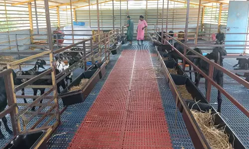 Chitradurga : भेड़ और मुर्गी पालन लैंगिक अल्पसंख्यकों के लिए वरदान