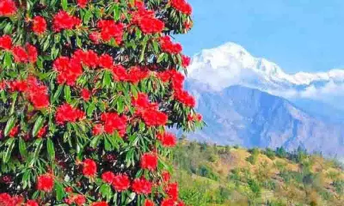Himachal: औषधीय पौधों के विलुप्त होने का खतरा, संरक्षण की आवश्यकता