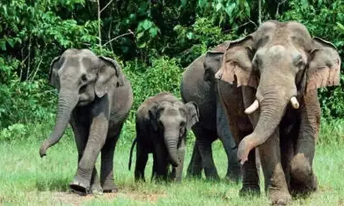 Kerala : जंगली हाथियों ने मचाई तबाही, पहाड़ी क्षेत्र संकट में