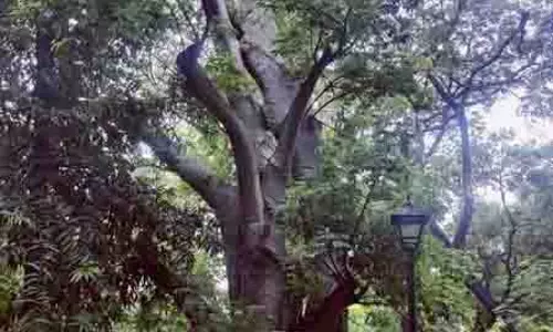 Chennai ने दुर्लभ, लुप्तप्राय प्रजातियों की रक्षा के लिए ‘हेरिटेज ट्रीज़’ पहल शुरू की Chennai ने दुर्लभ, लुप्तप्राय प्रजातियों की रक्षा के लिए ‘हेरिटेज ट्रीज़’ पहल शुरू की