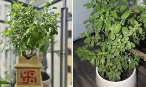 तुलसी होगी घनी और हरी, बस बनाएं ये घरेलू खाद