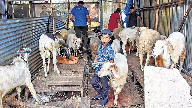 Bakrid 2025: कुर्बानी के मवेशियों की भारी मांग, कीमतों में बढ़ोतरी Bakrid 2025: कुर्बानी के मवेशियों की भारी मांग, कीमतों में बढ़ोतरी