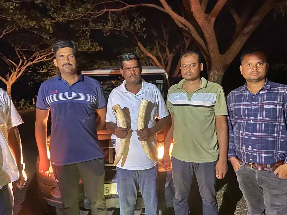 STF ने बौध में 50 लाख रुपये के हाथी दांत जब्त किए, एक गिरफ्तार STF ने बौध में 50 लाख रुपये के हाथी दांत जब्त किए, एक गिरफ्तार