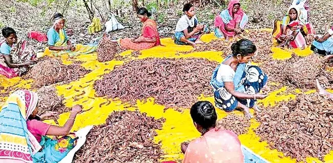 Odisha : कोरापुट जिले में आदिवासी किसानों की उपज में इमली भी शामिल Odisha : कोरापुट जिले में आदिवासी किसानों की उपज में इमली भी शामिल