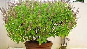 Nirjala Ekadashi 2025: निर्जला एकादशी पर तुलसी के ये 3 उपाय करेंगे कमाल, जीवन के सारे कष्ट होंगे दूर Nirjala Ekadashi 2025: निर्जला एकादशी पर तुलसी के ये 3 उपाय करेंगे कमाल, जीवन के सारे कष्ट होंगे दूर