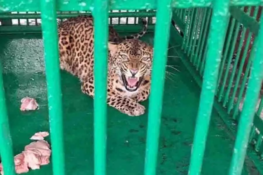 दो मादा तेंदुए Alipurduar बचाव केंद्र से बर्धमान चिड़ियाघर जाएंगे दो मादा तेंदुए Alipurduar बचाव केंद्र से बर्धमान चिड़ियाघर जाएंगे