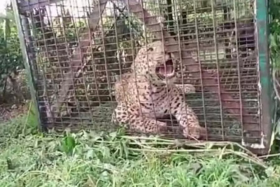 Jalpaiguri के दो चाय बागानों में भटक कर आए तेंदुए के जोड़े को वन विभाग ने पिंजरे में कैद किया Jalpaiguri के दो चाय बागानों में भटक कर आए तेंदुए के जोड़े को वन विभाग ने पिंजरे में कैद किया