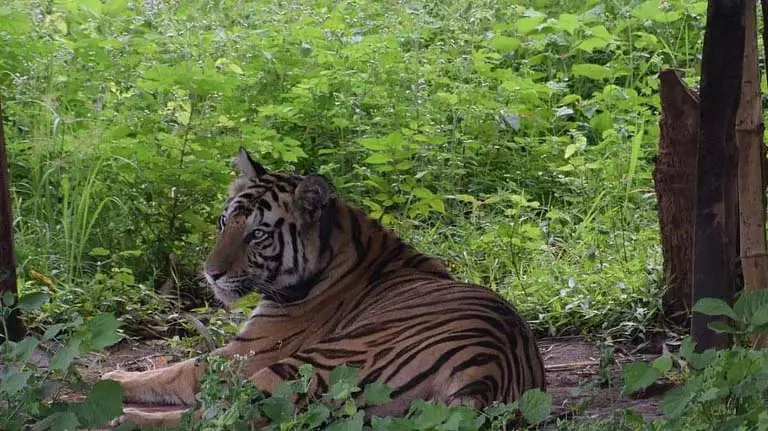 NTCA ने सतकोसिया TR में पर्यटन परियोजनाओं पर वन विभाग से जवाब मांगा NTCA ने सतकोसिया TR में पर्यटन परियोजनाओं पर वन विभाग से जवाब मांगा