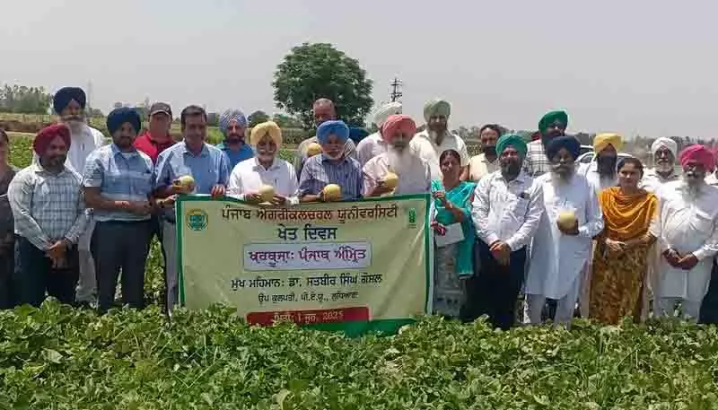 PAU ने खरबूजे की खेती को बढ़ावा देने के लिए ‘पंजाब अमृत’ किस्म को बढ़ावा दिया PAU ने खरबूजे की खेती को बढ़ावा देने के लिए ‘पंजाब अमृत’ किस्म को बढ़ावा दिया