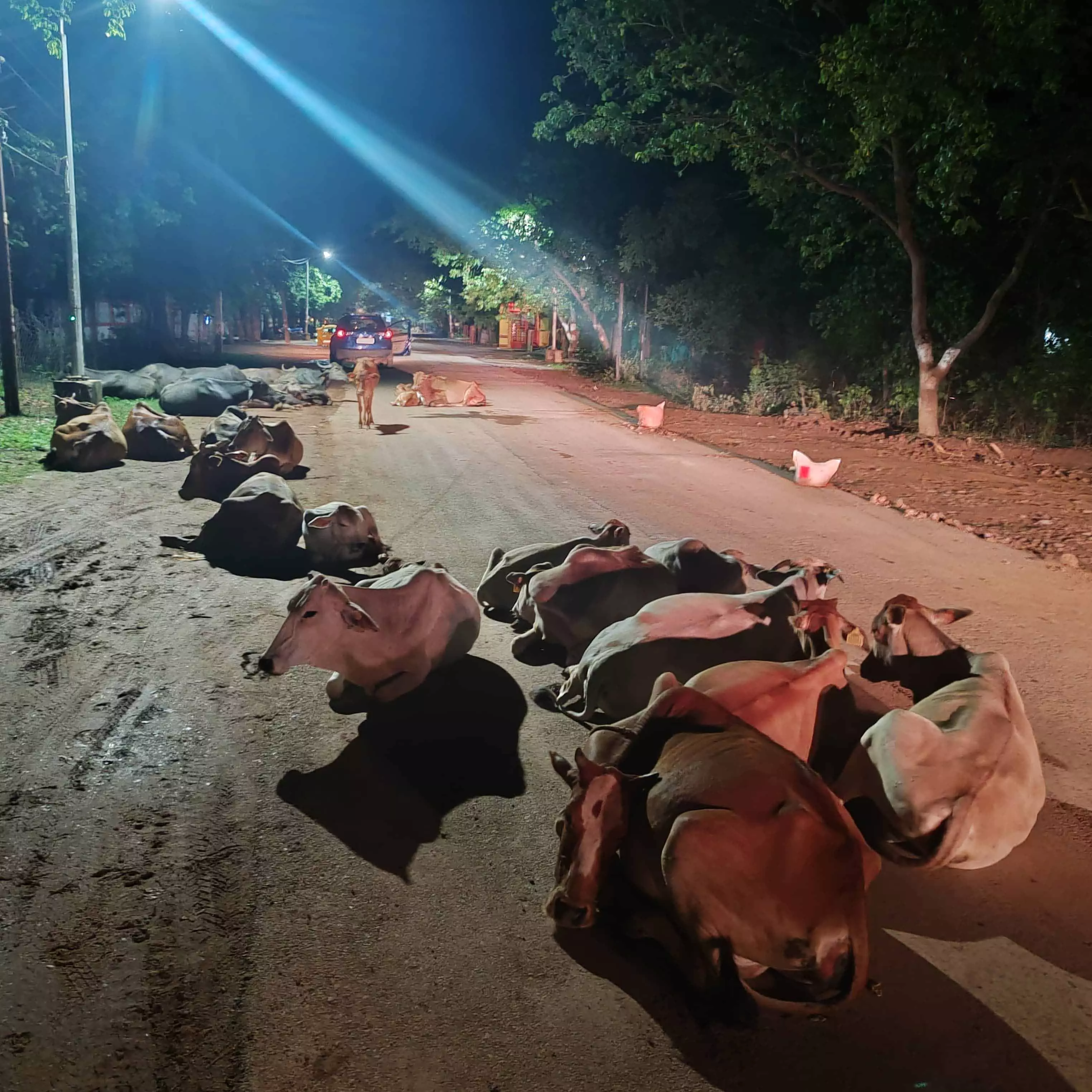 कलेक्टर बंगले के सामने ये हाल, कुंभकरण की नींद में प्रशासन कलेक्टर बंगले के सामने ये हाल, कुंभकरण की नींद में प्रशासन
