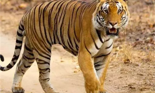 MP News: खेत में काम कर रहा था युवक, अचानक आ गया बाघ