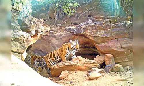 कुमराम भीम बाघ संरक्षण रिजर्व: वन अधिकारियों के लिए चुनौती कुमराम भीम बाघ संरक्षण रिजर्व: वन अधिकारियों के लिए चुनौती