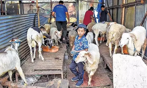 Bakrid 2025: कुर्बानी के मवेशियों की भारी मांग, कीमतों में बढ़ोतरी
