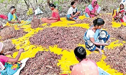 Odisha : कोरापुट जिले में आदिवासी किसानों की उपज में इमली भी शामिल Odisha : कोरापुट जिले में आदिवासी किसानों की उपज में इमली भी शामिल