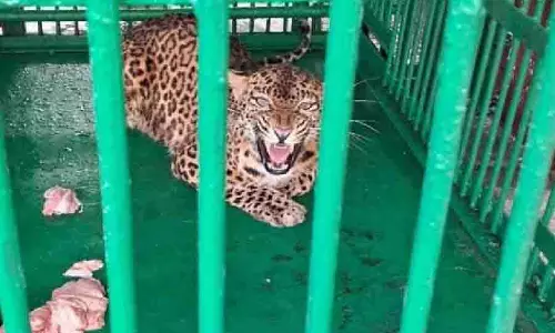 दो मादा तेंदुए Alipurduar बचाव केंद्र से बर्धमान चिड़ियाघर जाएंगे