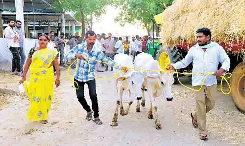 Telangana: मवेशी शेड में भीड़भाड़ कम करने के लिए 64 बछड़े किसानों को दिए Telangana: मवेशी शेड में भीड़भाड़ कम करने के लिए 64 बछड़े किसानों को दिए