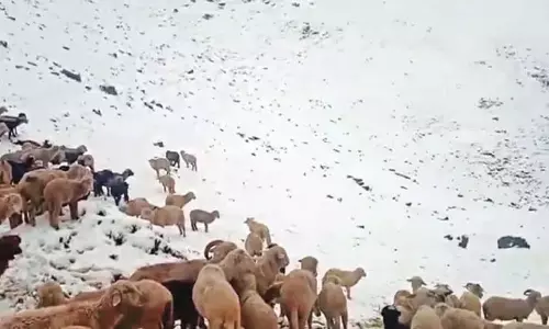 पीर पंजाल में ताजा बर्फबारी से खानाबदोश परिवारों और पशुओं पर असर पीर पंजाल में ताजा बर्फबारी से खानाबदोश परिवारों और पशुओं पर असर