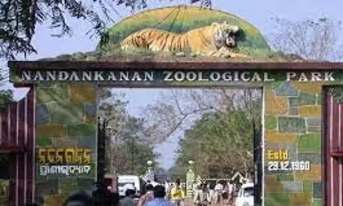 नंदनकानन चिड़ियाघर में सफेद बाघ शावक की मौत नंदनकानन चिड़ियाघर में सफेद बाघ शावक की मौत