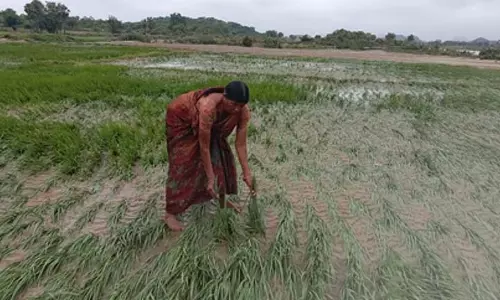 Odisha: बेमौसम बारिश से धान की फसल प्रभावित, किसान संकट में