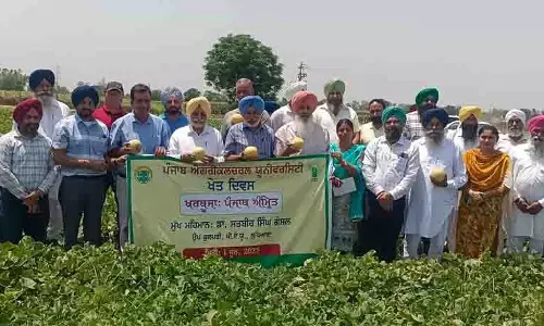 PAU ने खरबूजे की खेती को बढ़ावा देने के लिए ‘पंजाब अमृत’ किस्म को बढ़ावा दिया